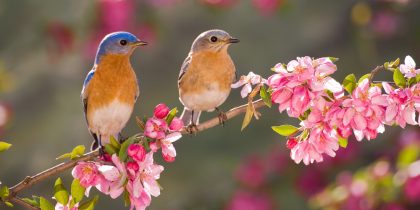 Pittsburgh Pirates - Happy National Bird Day to our favorite bird