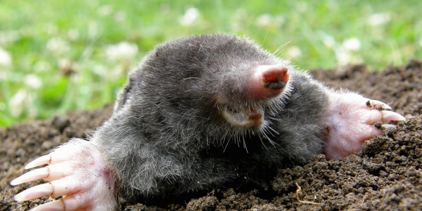 National Mole Day in 2023/2024 - When, Where, Why, How is Celebrated?