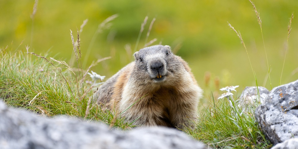 Groundhog Day in 2024/2025 - When, Where, Why, How is Celebrated?