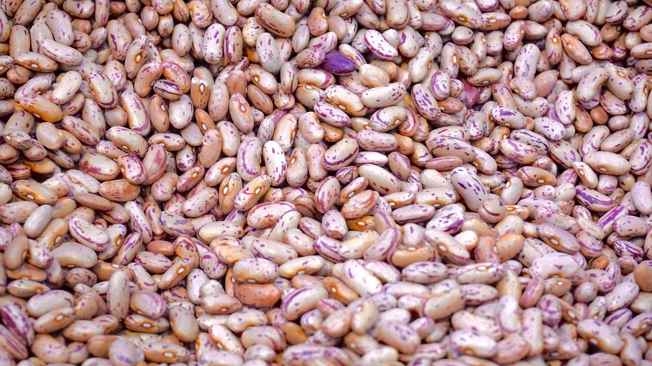 National Bean Day in 2024/2025 When, Where, Why, How is Celebrated?