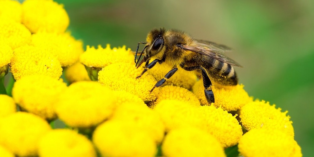 World Honey Bee Day in 2024/2025 When, Where, Why, How is Celebrated?
