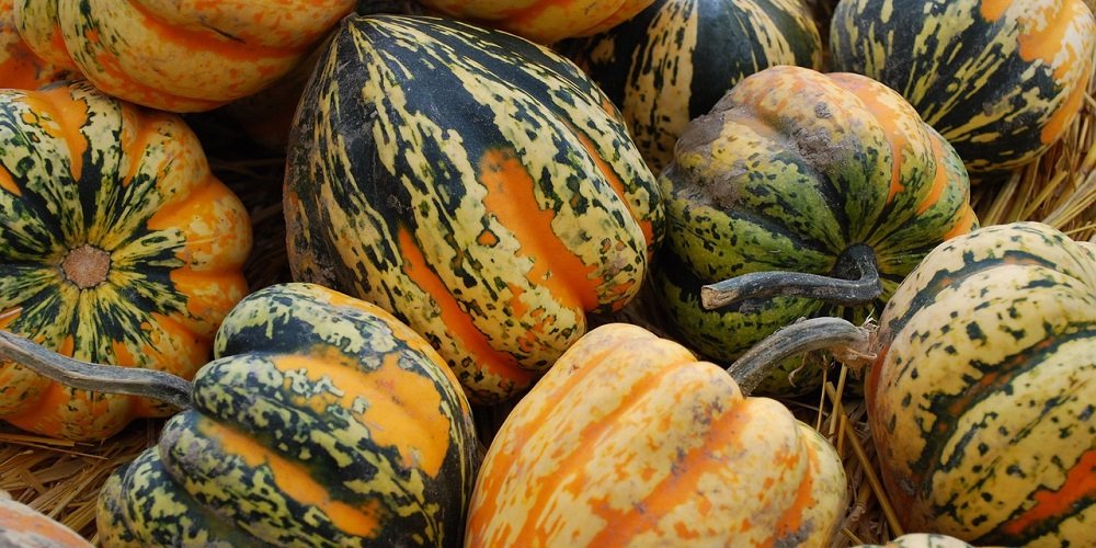 National Acorn Squash Day in 2024/2025 When, Where, Why, How is