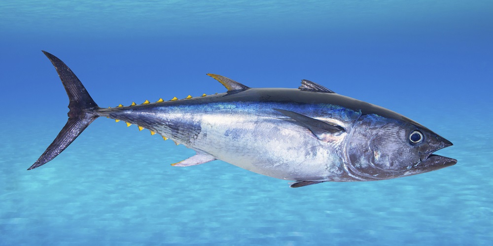 World Tuna Day in 2024/2025 When, Where, Why, How is Celebrated?