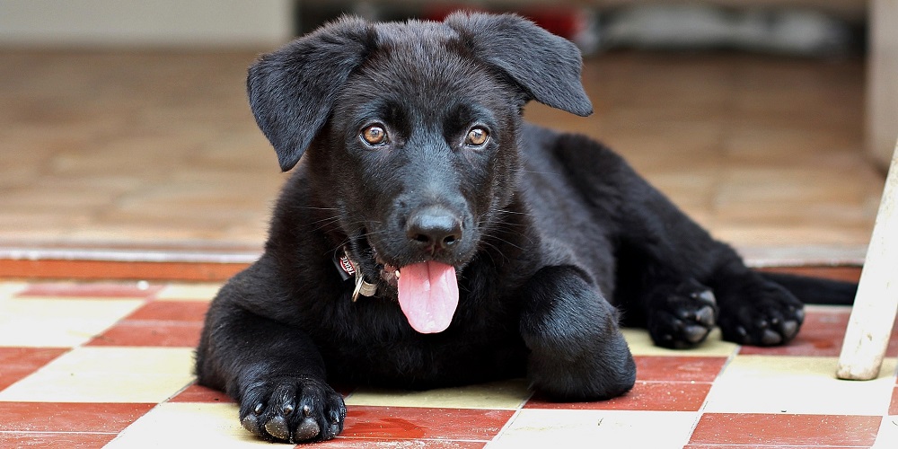 National Black Dog Day in 2024/2025 When, Where, Why, How is Celebrated?