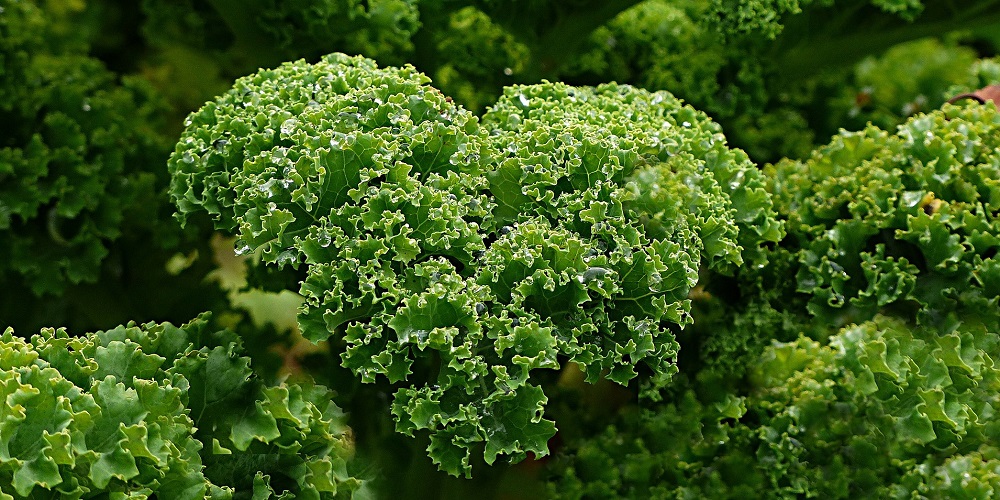 National Kale Day in 2024/2025 When, Where, Why, How is Celebrated?