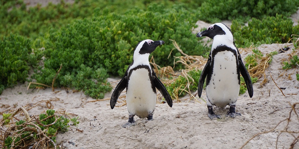 International African Penguin Awareness Day in 2024/2025 When, Where