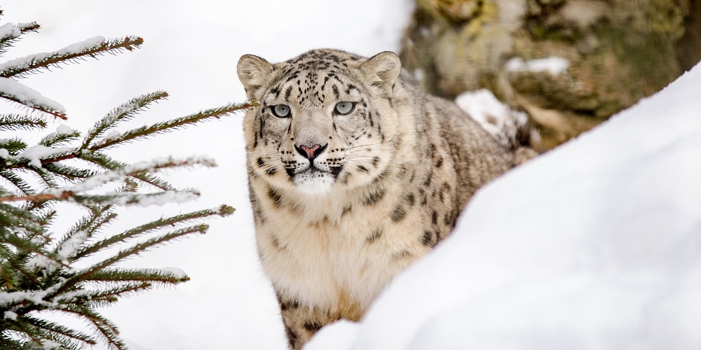 International Snow Leopard Day in 2024/2025 When, Where, Why, How is