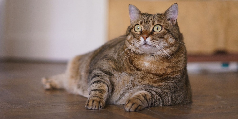 National Pet Obesity Awareness Day in 2024/2025 When, Where, Why, How