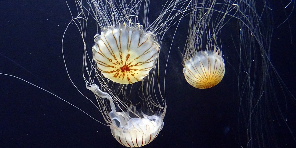 World Jellyfish Day in 2024/2025 When, Where, Why, How is Celebrated?