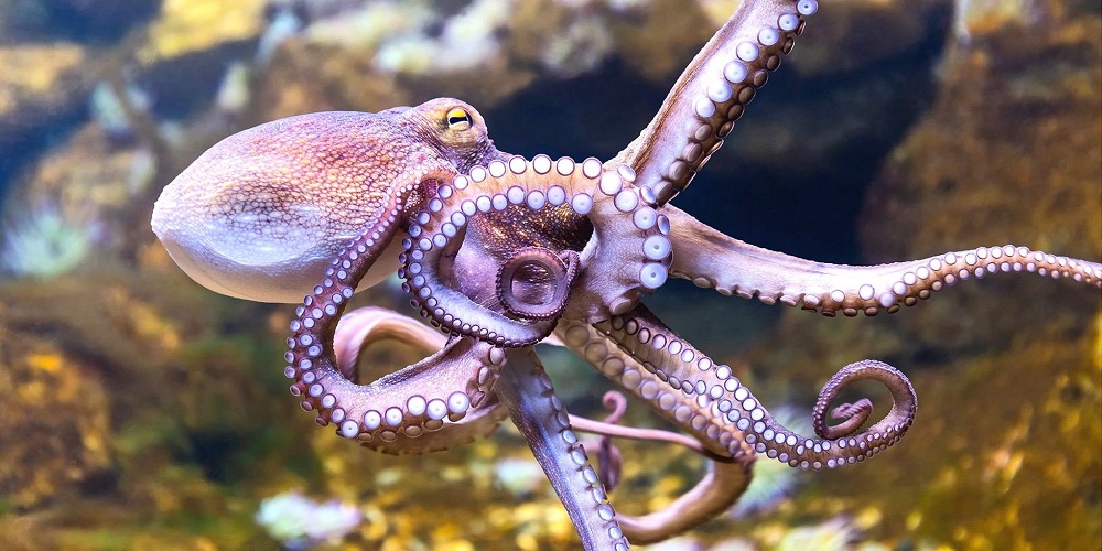 World Octopus Day in 2024/2025 When, Where, Why, How is Celebrated?