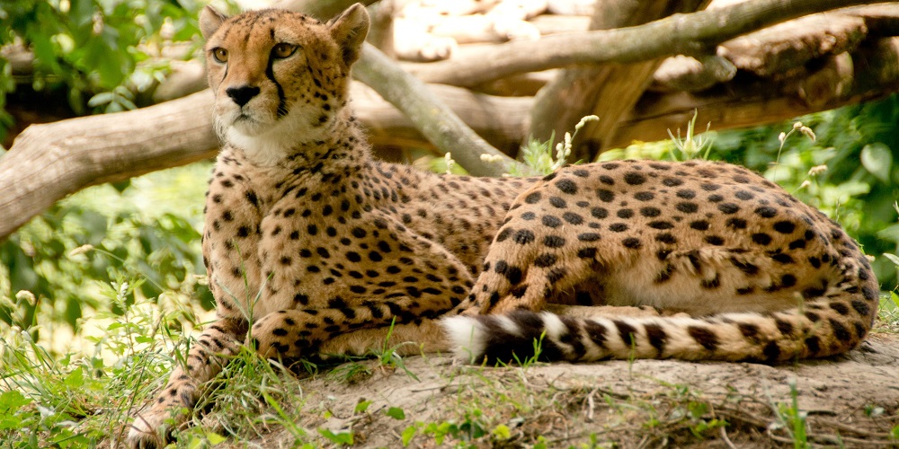 International Cheetah Day in 2024/2025 When, Where, Why, How is