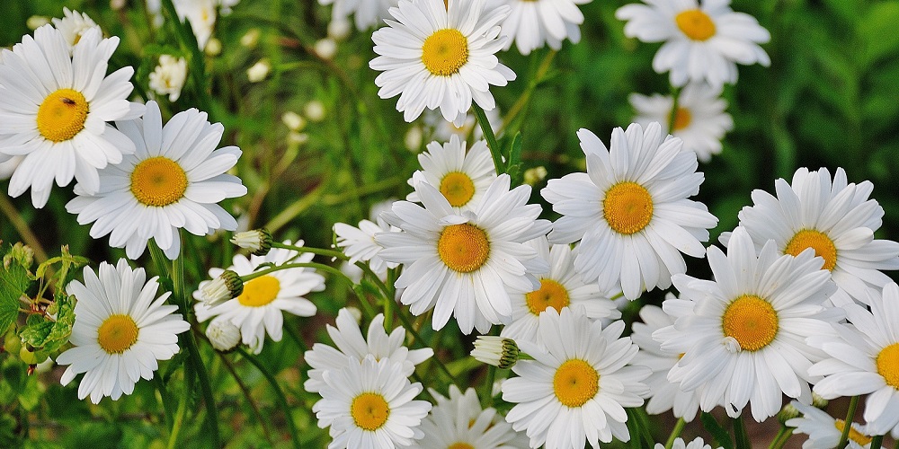 National Daisy Day in 2024/2025 When, Where, Why, How is Celebrated?