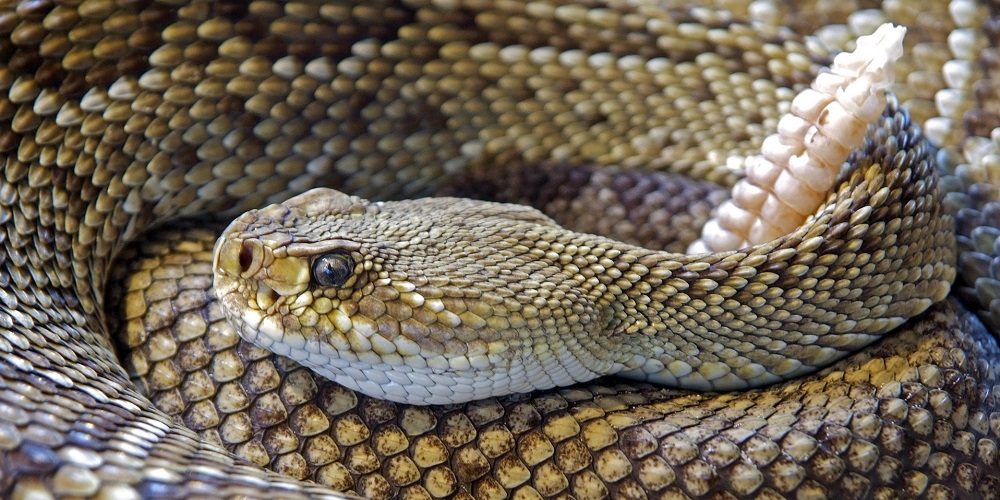 Rattlesnake Roundup Day in 2024/2025 - When, Where, Why, How is Celebrated?