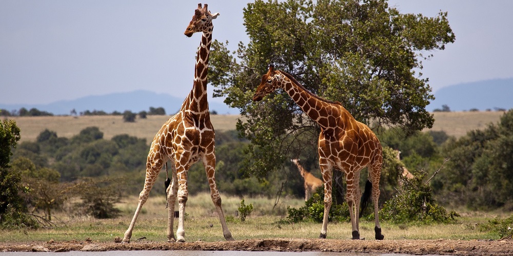World Giraffe Day in 2024/2025 When, Where, Why, How is Celebrated?