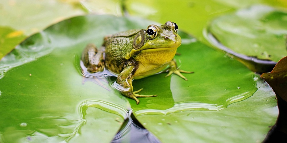 World Frog Day 2024: Addressing environmental threats to frogs