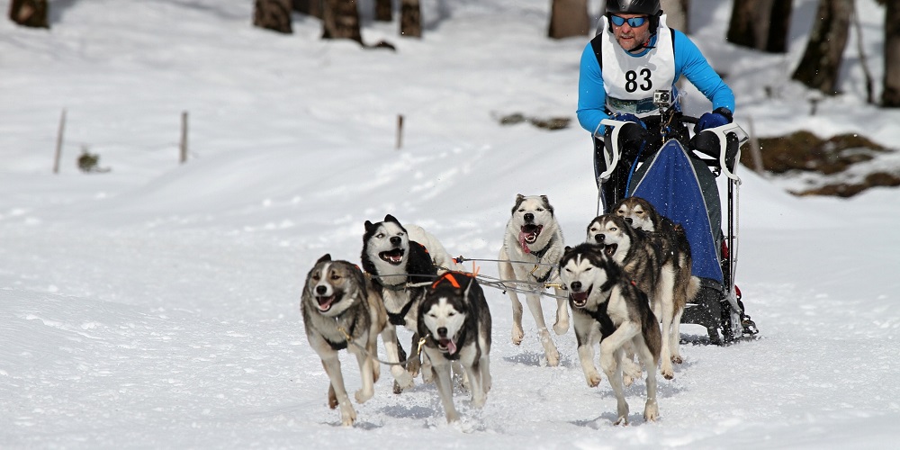 Sled Dog Day in 2024/2025 When, Where, Why, How is Celebrated?