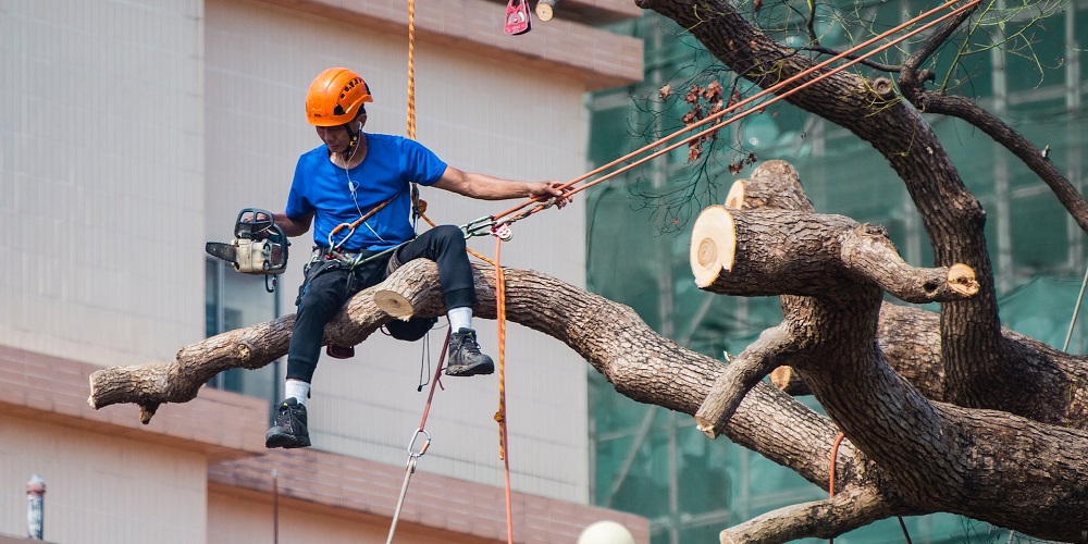 Arborist Appreciation Day in 2024/2025 When, Where, Why, How is