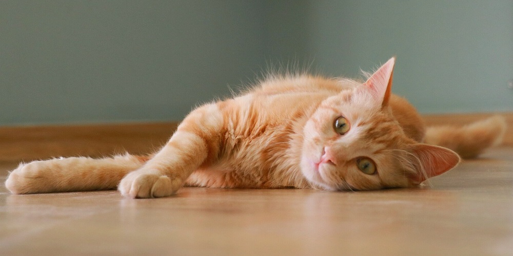 Ginger Cat Appreciation Day in 2024/2025 When, Where, Why, How is