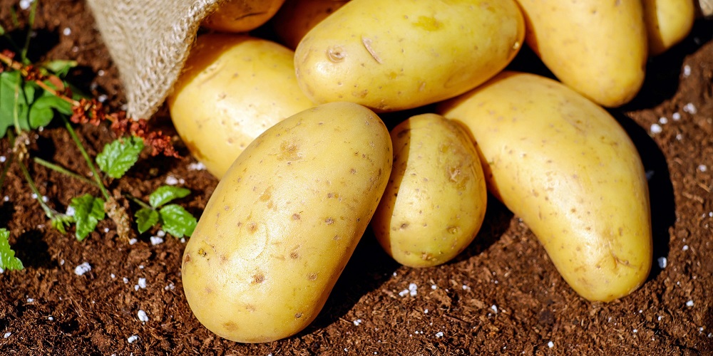 National Potato Day in 2024/2025 When, Where, Why, How is Celebrated?