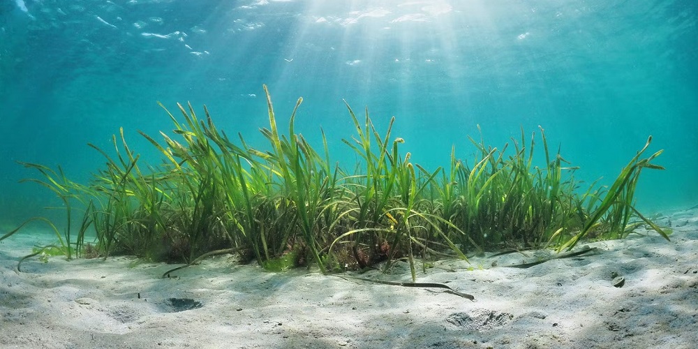 World Seagrass Day In 2024 2025 When Where Why How Is Celebrated   World Seagrass Day 