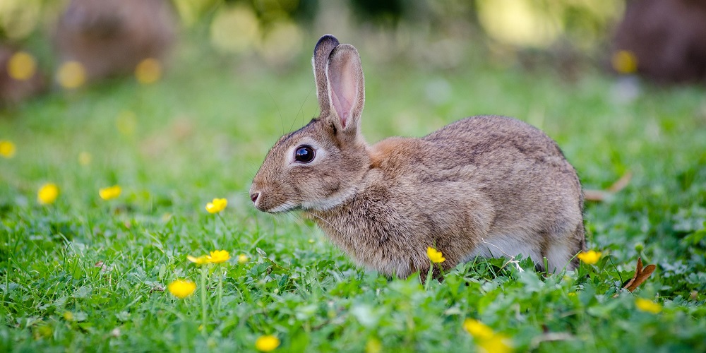 International Rabbit Day in 2023/2024 When, Where, Why, How is