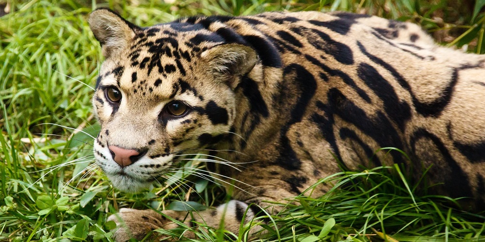 International Clouded Leopard Day in 2024/2025 When, Where, Why, How