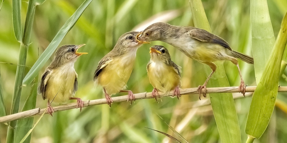 National Go Birding Day in 2025/2026 - When, Where, Why, How is Celebrated?