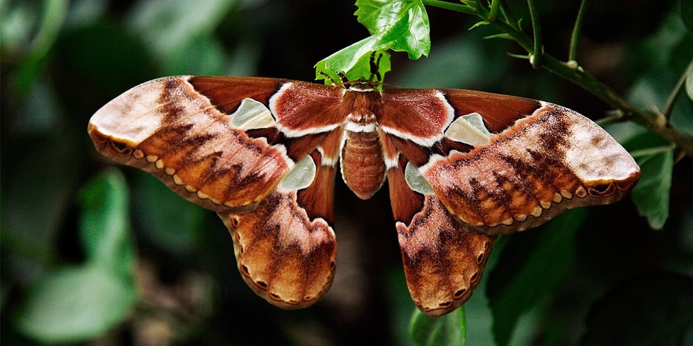 National Moth Week in 2024/2025 When, Where, Why, How is Celebrated?