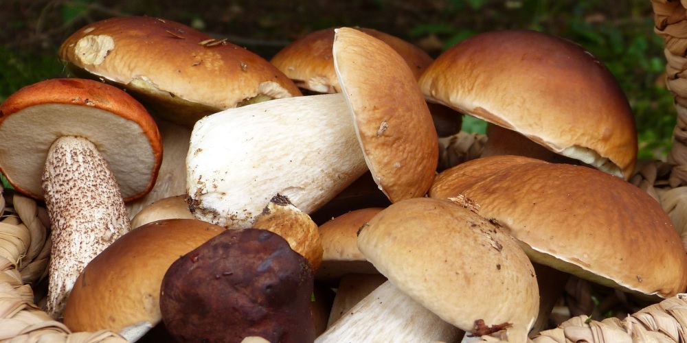 National Mushroom Month in 2024/2025 When, Where, Why, How is Celebrated?