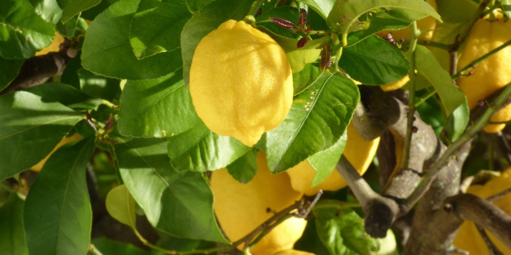 Plant A Lemon Tree Day in 2024/2025 When, Where, Why, How is Celebrated?