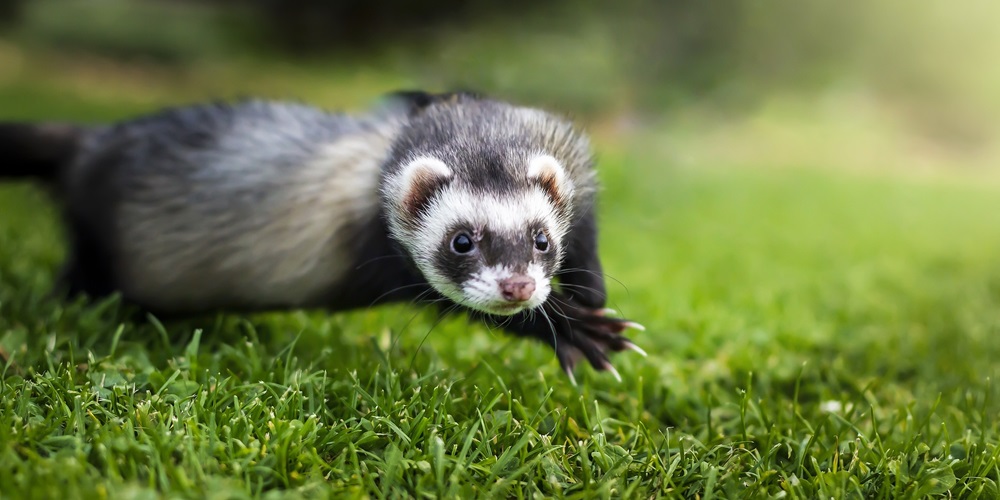 Adopt A Ferret Month in 2024/2025 When, Where, Why, How is Celebrated?