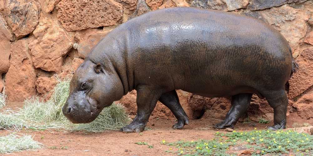 National Pygmy Hippo Day in 2024/2025 When, Where, Why, How is